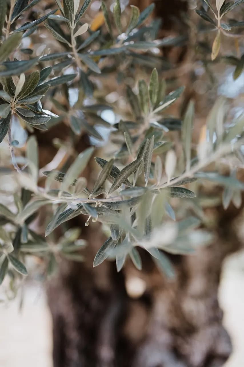 Cigales & Provence